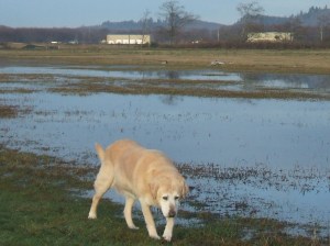 Dog marsh II